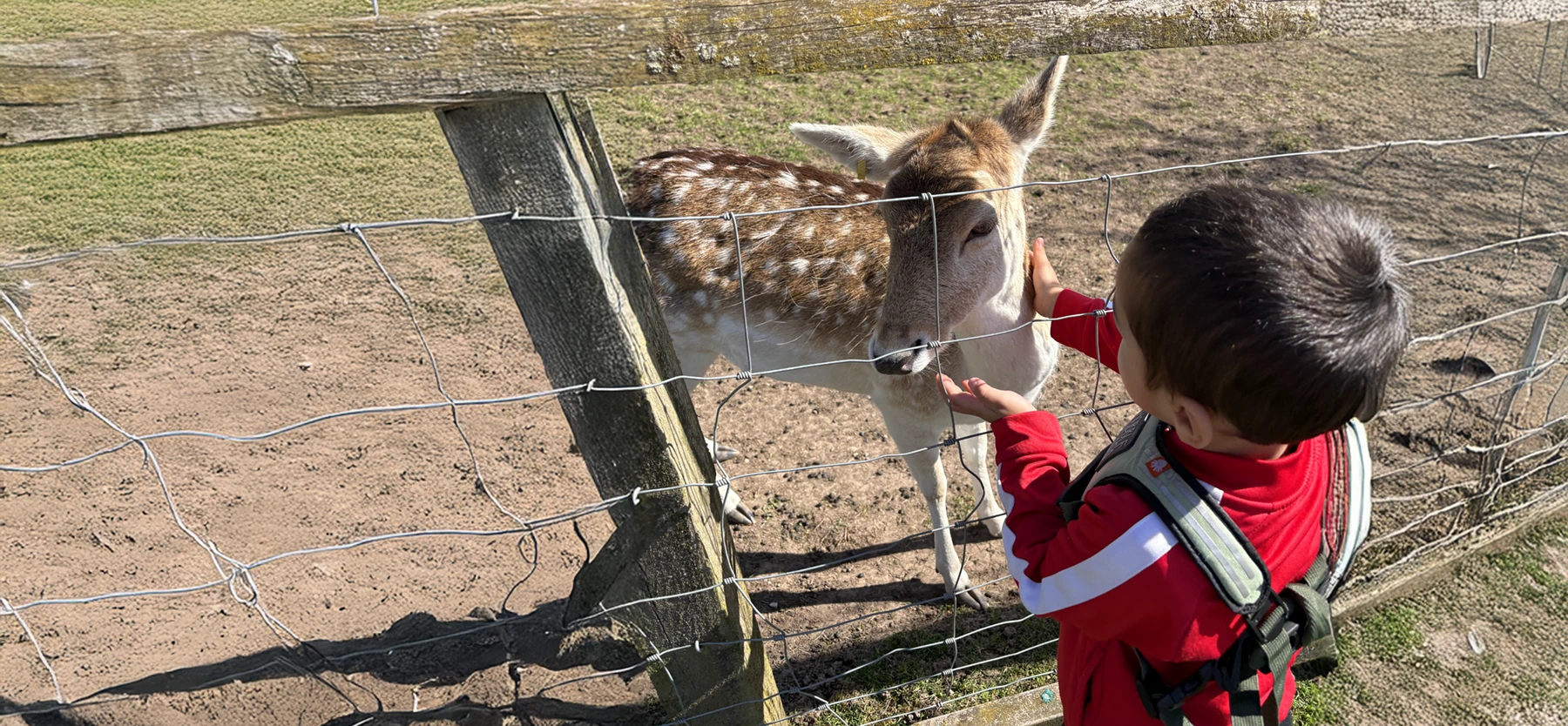 Young boy feeding a deer in a park on a sunny day